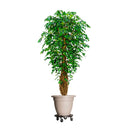 Round Platform Dolly - Black - 50kg